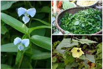 Cây dại mọc hàng rào, “hóa” đặc sản khiến dân thành phố thích mê