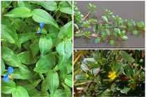 Loại rau dại mọc đầy ruộng vườn bất ngờ thành đặc sản “đắt như tôm tươi“