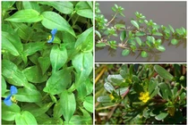 Loại rau dại mọc đầy ruộng vườn bất ngờ thành đặc sản “đắt như tôm tươi“