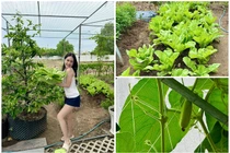Vườn rau xanh mướt trong biệt thự của Đoàn Di Băng
