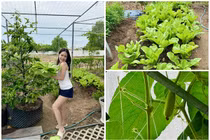 Vườn rau xanh mướt trong biệt thự của Đoàn Di Băng