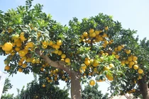 Bưởi cảnh trĩu trịt quả chờ khách “rước” về chơi Tết Ất Tỵ 2025