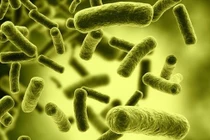 Loại thực phẩm đóng hộp nào dễ nhiễm botulinum? 