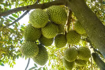 Giá sầu riêng bất ngờ lao dốc