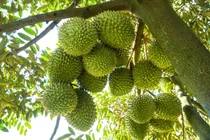 Giá sầu riêng bất ngờ lao dốc