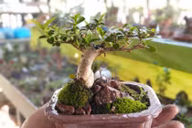 Mãn nhãn bộ sưu tập bonsai mini kỷ lục thế giới của lão nông Nha Trang