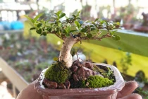 Mãn nhãn bộ sưu tập bonsai mini kỷ lục thế giới của lão nông Nha Trang