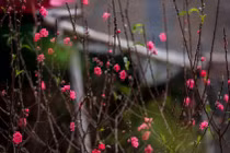 Đào Nhật Tân rời vườn xuống phố đón khách chơi Tết Giáp Thìn 2024