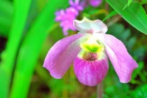 Loài lan chỉ có ở Việt Nam, đại gia dốc “núi tiền” cũng không mua nổi