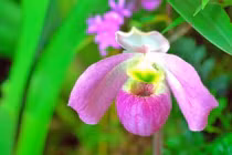 Loài lan chỉ có ở Việt Nam, đại gia dốc “núi tiền” cũng không mua nổi