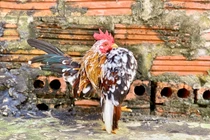 Lạ mắt giống gà Serama hút giới nhà giàu Việt