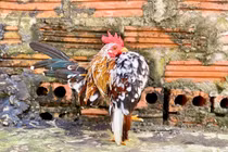 Lạ mắt giống gà Serama hút giới nhà giàu Việt