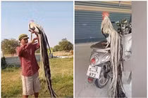 Tận mục gà trống đuôi dài 3,4 mét giá chát vài chục triệu đồng 