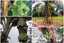 Top buồng chuối “dị nhất quả đất" của nông dân Việt 