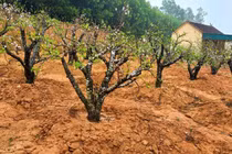 Những công việc “hái ra tiền” sau Tết