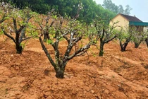 Những công việc “hái ra tiền” sau Tết