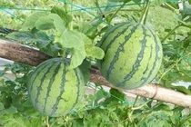 Dưa hấu baby: Quả siêu nhỏ nhưng cũng siêu đắt