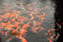 Mê mẩn hồ cá Koi 20 tỷ độc nhất vô nhị của đại gia Thái Nguyên