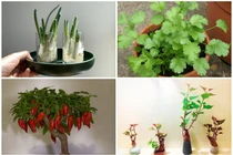 Loạt bonsai tuyệt đẹp từ rau gia vị