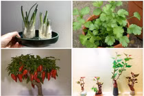 Loạt bonsai tuyệt đẹp từ rau gia vị