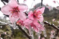 Mùng 3 Tết: Miền Bắc rét đậm, Trung Bộ mưa to, Nam Bộ nắng