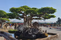 Sanh cổ thụ được trả 250 cây vàng, chủ ngó lơ không chịu bán