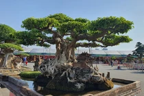 Sanh cổ thụ được trả 250 cây vàng, chủ ngó lơ không chịu bán