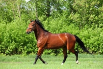 Top 10 loài thú cưng đắt nhất hành tinh: Bất ngờ số 4 