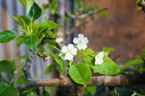 Chưa Tết, người Hà Nội chi tiền triệu chơi hoa lê, mận rừng