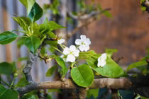 Chưa Tết, người Hà Nội chi tiền triệu chơi hoa lê, mận rừng