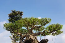 Chiêm ngưỡng sanh cổ trăm tuổi 70 tỷ đại gia từ chối bán