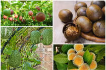 “Cháy hàng“ đặc sản hoa quả leo hàng rào