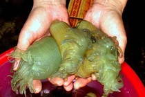 Mục sở thị “thần dược quý ông” giá tiền triệu vẫn cháy hàng