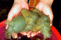 Mục sở thị “thần dược quý ông” giá tiền triệu vẫn cháy hàng