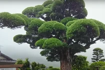 Cận cảnh tùng la hán 600 năm cực đẹp ở Nhật Bản