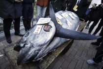 Bắt được cá khổng lồ giữa biển, đại gia mạnh tay trả giá 19 tỷ