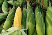 Nhu cầu tiêu thụ cao, giá bắp nếp tăng