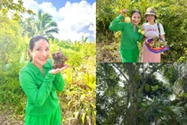 Mê mẩn vườn cây 600 m2 sum suê trái của MC Cát Tường 