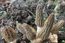 Nấm mọc hoang “quý như vàng”, 15 triệu đồng/kg có gì đặc biệt?