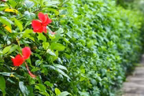 Cây dại mọc hàng rào hóa “mỏ vàng”, dân phố cực chuộng ăn 