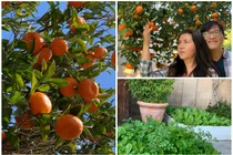 Ngắm khu vườn ngập hoa trái trong nhà Phương Thảo - Ngọc Lễ