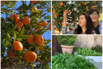 Ngắm khu vườn ngập hoa trái trong nhà Phương Thảo - Ngọc Lễ