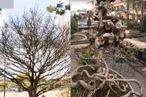 Giật mình cây cảnh như củi khô vẫn “hét” giá bạc tỷ