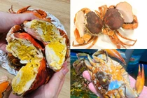 Tiết lộ bất ngờ về loài cua gần 1 triệu đồng/kg vẫn "cháy hàng"