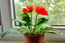 8 loại hoa “chiêu tài, đón lộc” Tết Ất Tỵ 2025 nên trưng trong nhà 