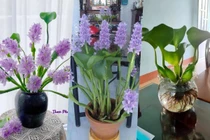 Bèo tây lên đời thành bonsai cực độc