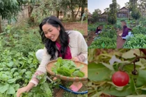 Ngắm vườn rau xanh mướt tại quê nhà của H'Hen Niê