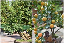 Loạt quất cảnh độc lạ hứa hẹn “lên ngôi” dịp Tết Giáp Thìn 2024