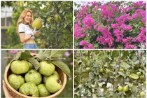 Xuýt xoa khu vườn ngập hoa trái của Mỹ Tâm