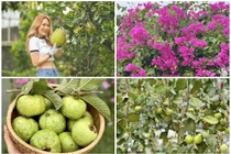 Xuýt xoa khu vườn ngập hoa trái của Mỹ Tâm